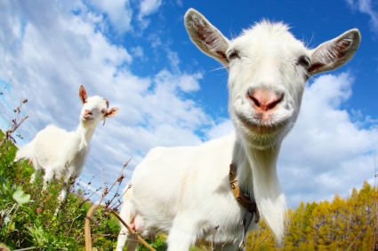 goat happy